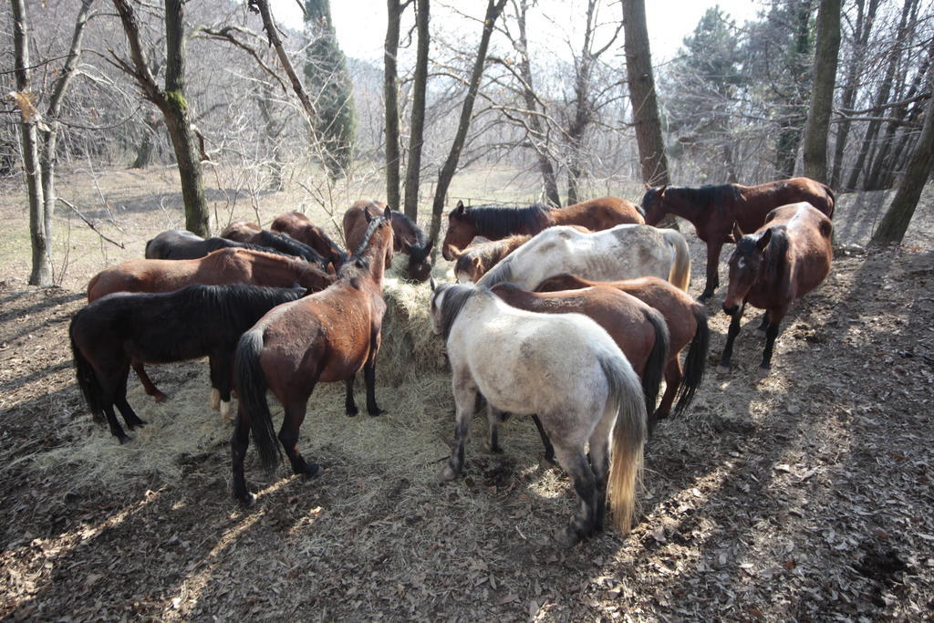 בית הארחה מאסה 	Centro Trekking A Cavallo Monte Brugiana מראה חיצוני תמונה