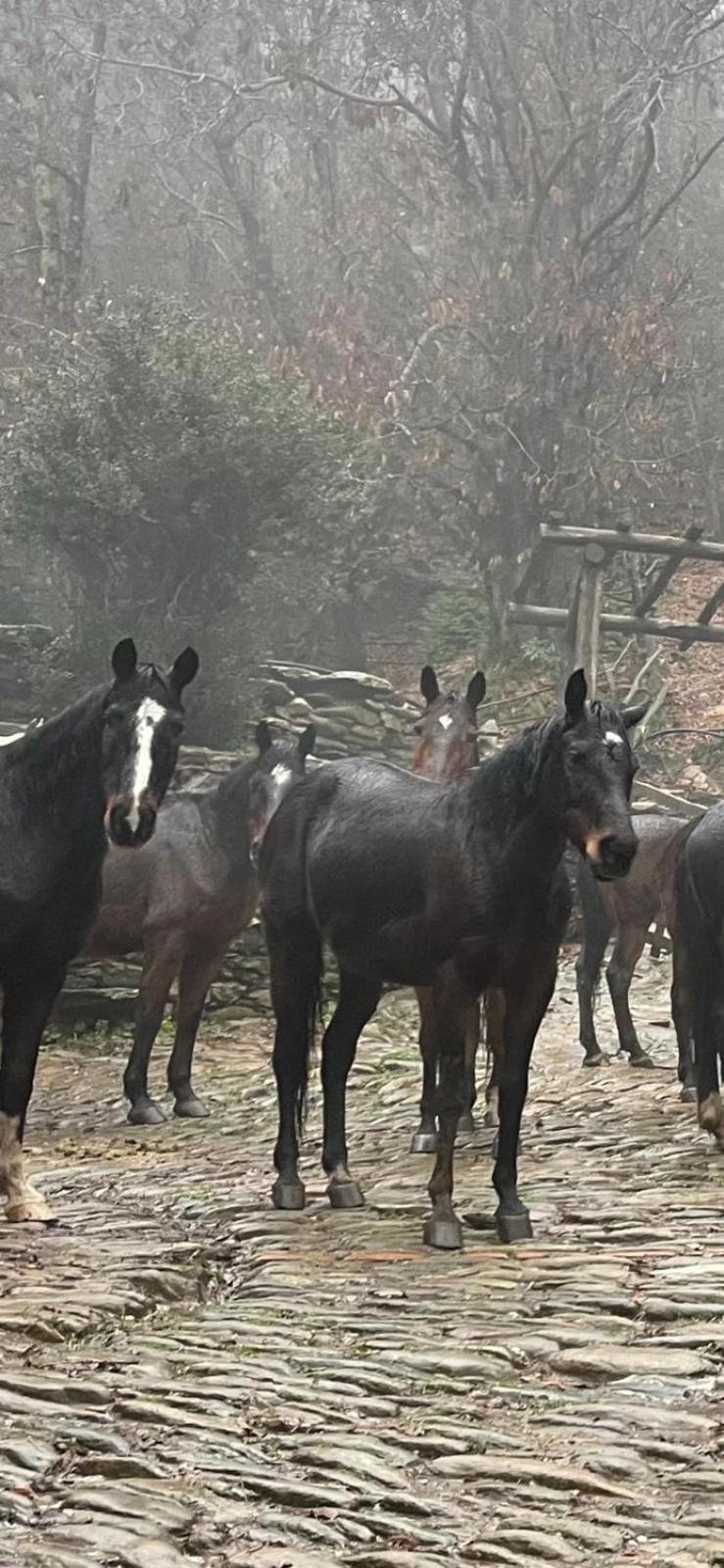בית הארחה מאסה 	Centro Trekking A Cavallo Monte Brugiana מראה חיצוני תמונה