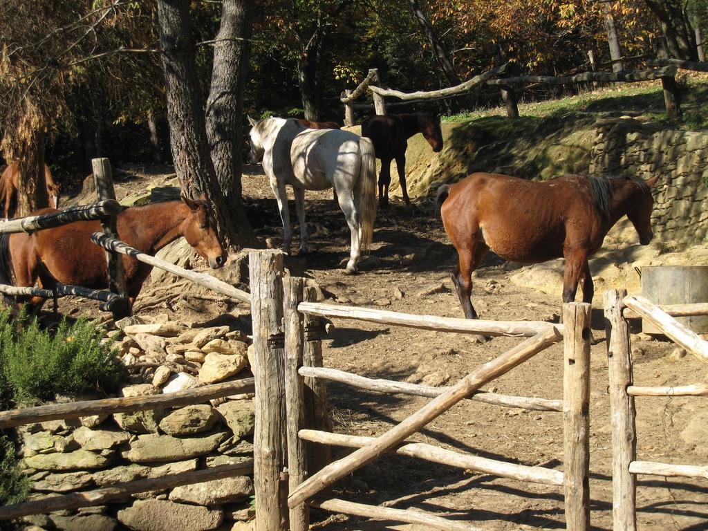 בית הארחה מאסה 	Centro Trekking A Cavallo Monte Brugiana מראה חיצוני תמונה